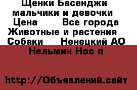 Щенки Басенджи ,мальчики и девочки › Цена ­ 1 - Все города Животные и растения » Собаки   . Ненецкий АО,Нельмин Нос п.